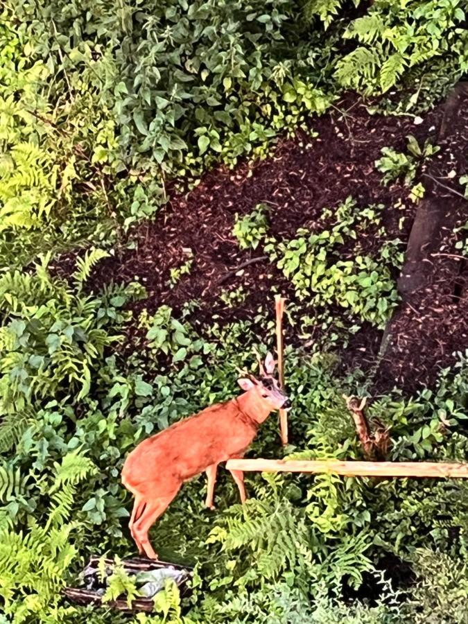 Ferienwohnungen Waldblick Remscheid Eksteriør bilde