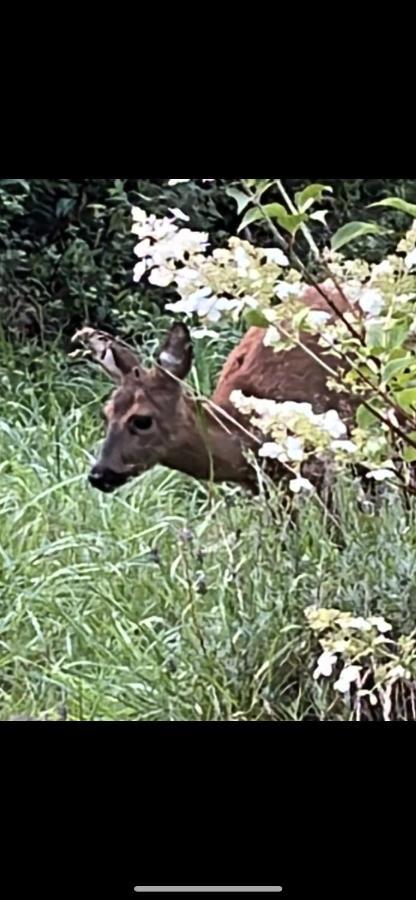 Ferienwohnungen Waldblick Remscheid Eksteriør bilde